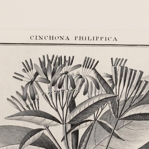 329 Conchona Philippica