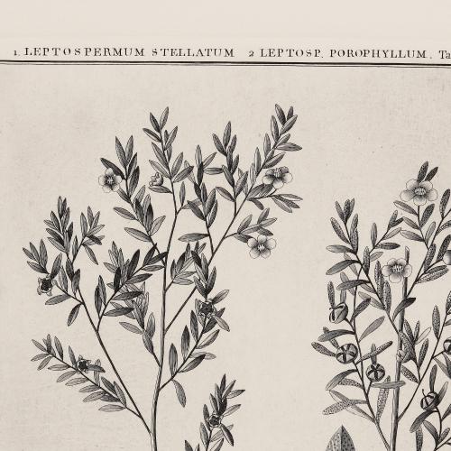 330 Lepto Spermum Stellatum Lepto Sp Porophyllum