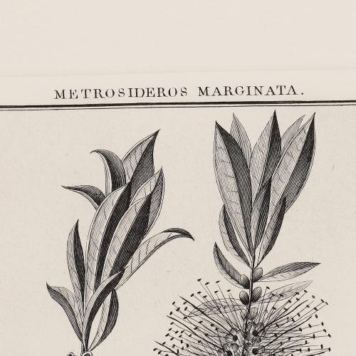 332 Metrosideros Marginata