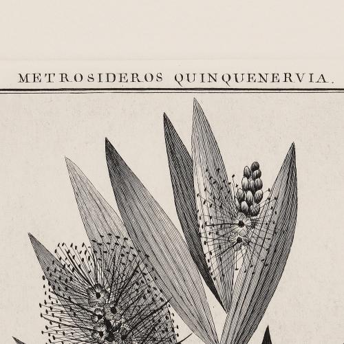 333 Metrosideros Quinquenervia