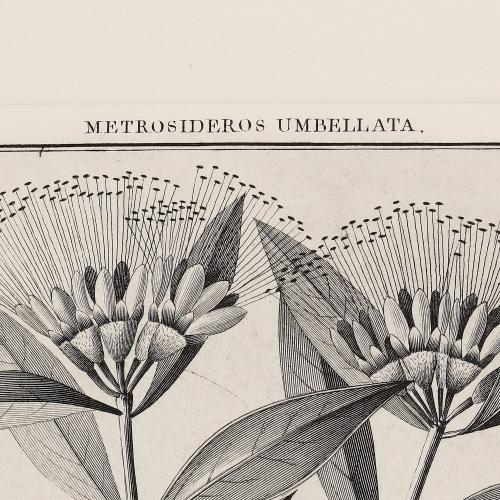 337 Metrosideros Umbellata