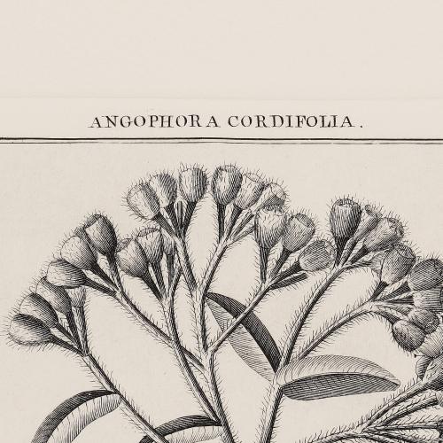 338 Angophora Cordifolia