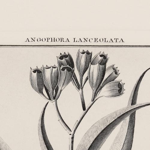 339 Angophora Lanceolata