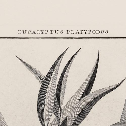 341 Eucalyptus Platypodos