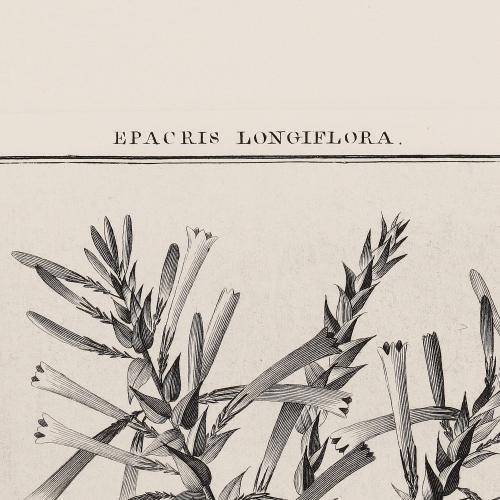 344 Epacris Longiflora