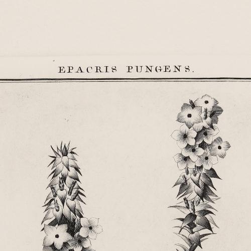 346 Epacris Pungens