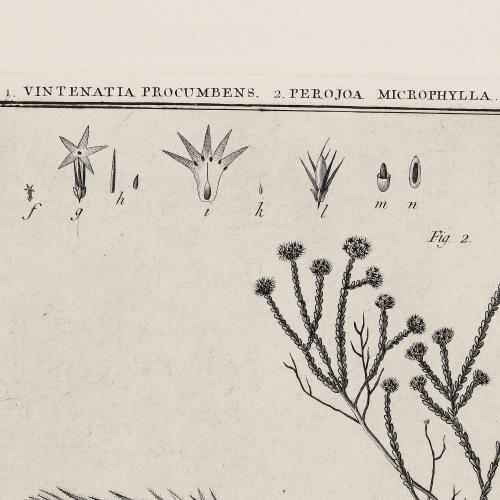 349 Vintenatia Procumbens Perojoa Microphylla
