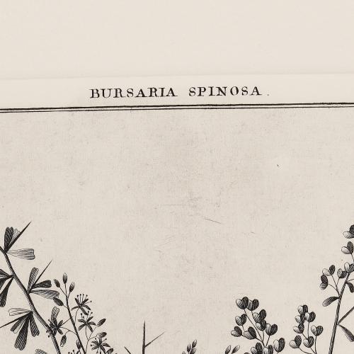 350 Bursaria Spinosa