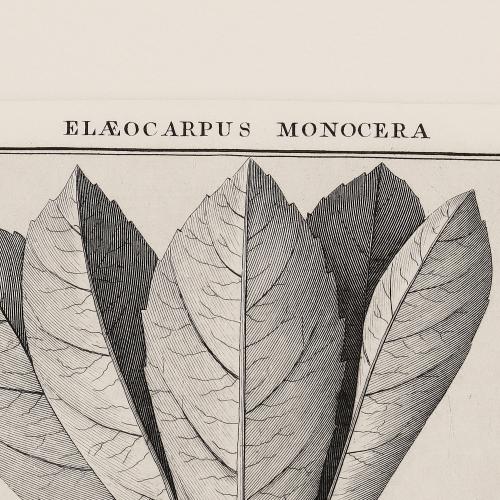 501 Elaeocarpus Monocera