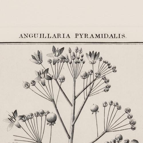 502 Anguillaria Pyramidalis