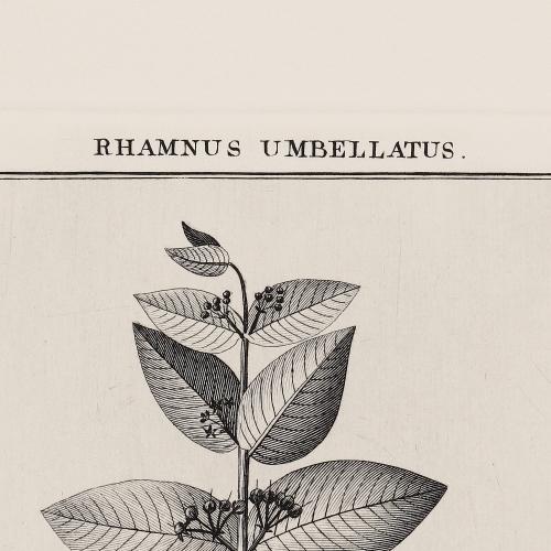 504 Rhamnus Umbellatus