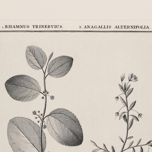 505 Rhamnus Trinervius Anagallis Alternifolia