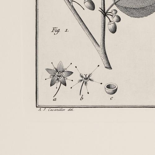 505 Rhamnus Trinervius Anagallis Alternifolia
