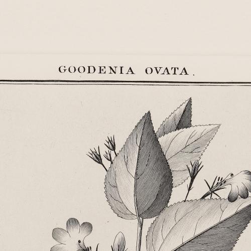 506 Goodenia Ovata