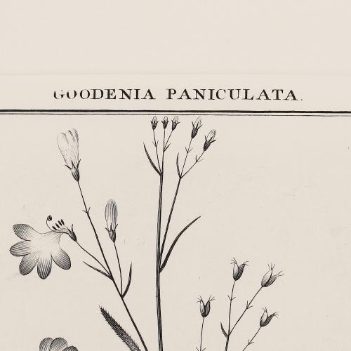 507 Goodenia Paniculata