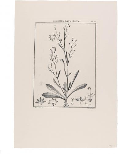 507 Goodenia Paniculata