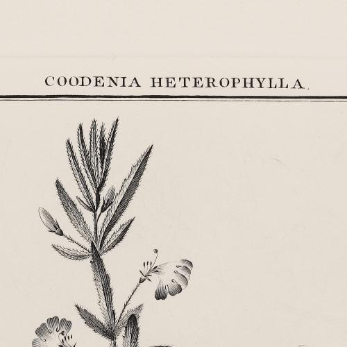 508 Goodenia Heterophylla