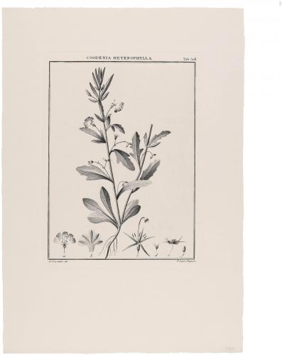 508 Goodenia Heterophylla