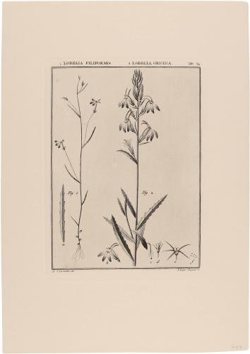 511 Lobelia Filiformis, Lobelia Gruina