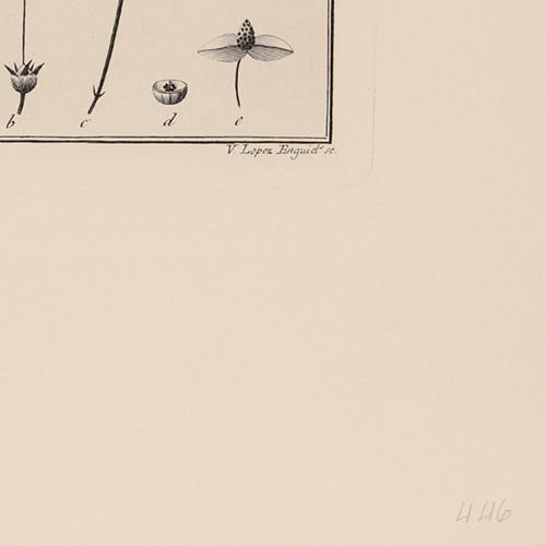 514 Lobelia Biserrata