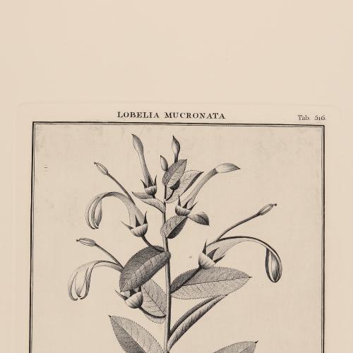 516 Lobelia Mucronata