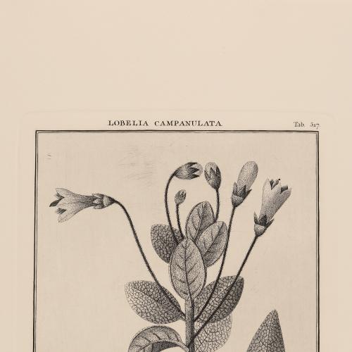 517 Lobelia Campanulata