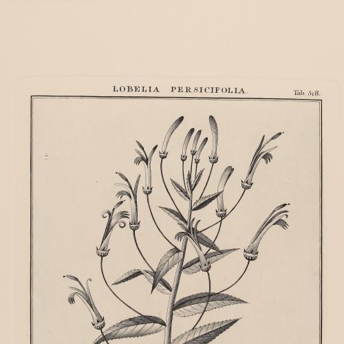 518 Lobelia Persicifolia
