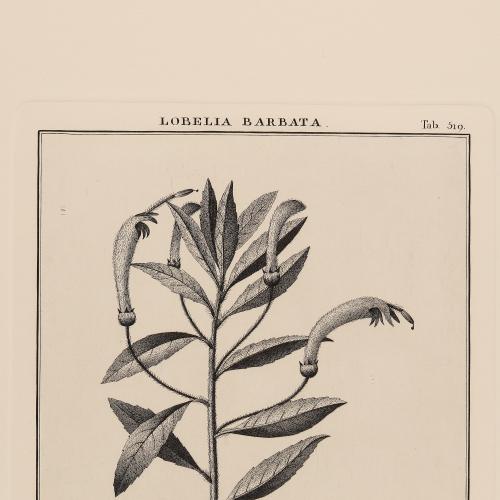 519 Lobelia Barbata