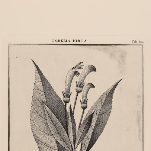 520 Lobelia Hirta