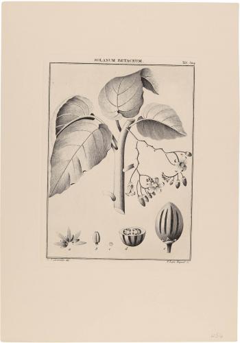 524 Solanum Betaceum