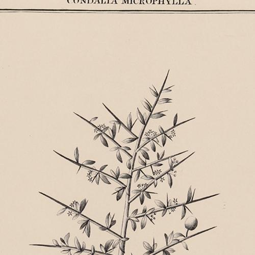 525 Condalia Microphylla