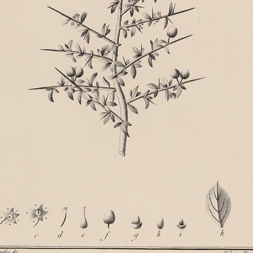 525 Condalia Microphylla