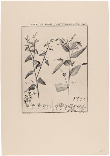 557 Tragia Nepetaefolia Croton Lanceolatum