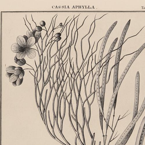 561 Cassia Aphylla