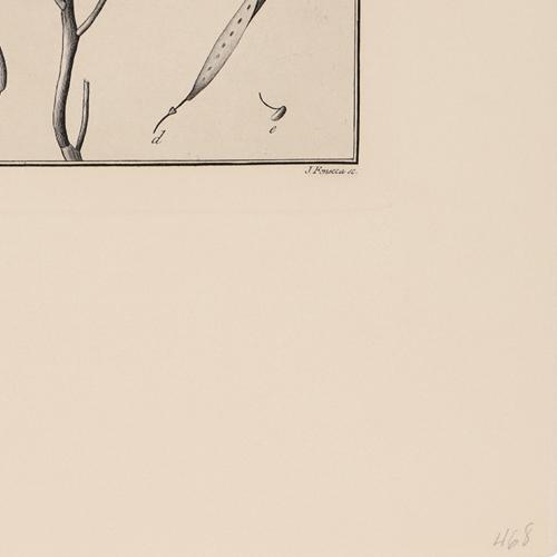 561 Cassia Aphylla