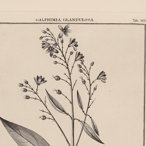 563 Galphinia Glandulosa