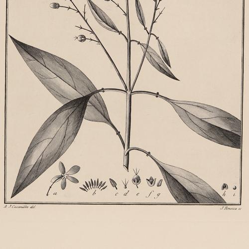 563 Galphinia Glandulosa