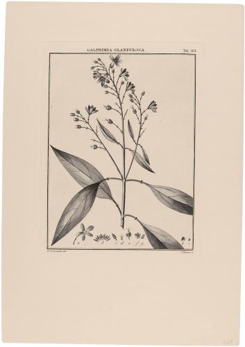563 Galphinia Glandulosa