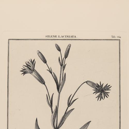 564 Silene Laciniata