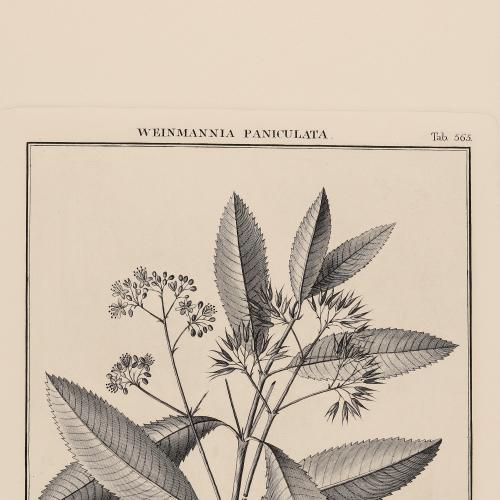 565 Weinmannia Paniculata