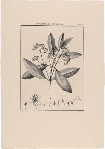565 Weinmannia Paniculata