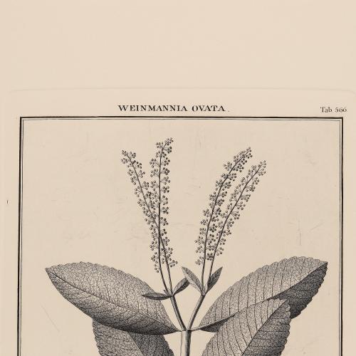 566 Weinmannia Ovata