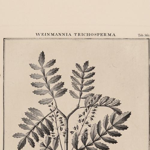 567 Weinmannia Trichosperma