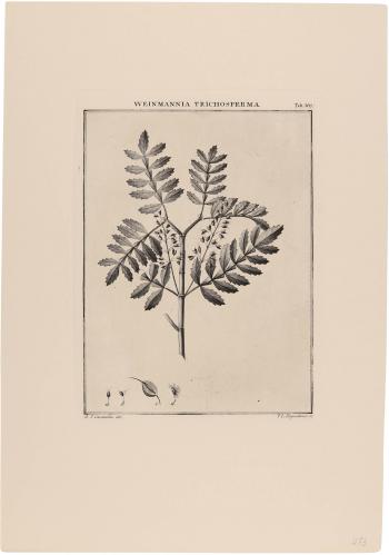567 Weinmannia Trichosperma