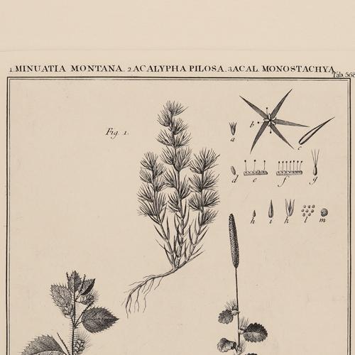 568 Minuatia Montana Acalypha Pilosa Acal Monostachya