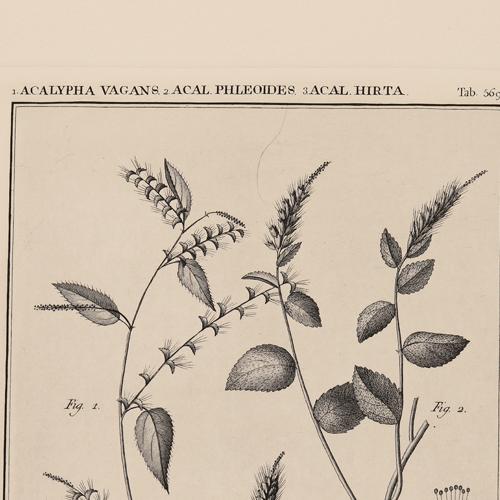 569 Acalypha Vagans Acal Phleoides Acal Hirta