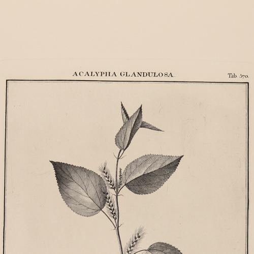 570 Acalypha Glandulosa