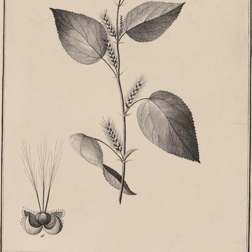 570 Acalypha Glandulosa