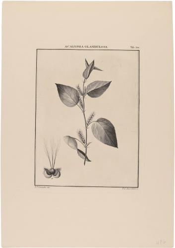 570 Acalypha Glandulosa
