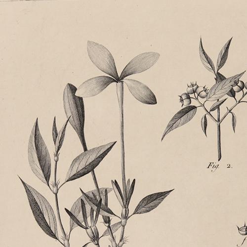 572 Aeginetia Longiflora Aeginetia Multiflora